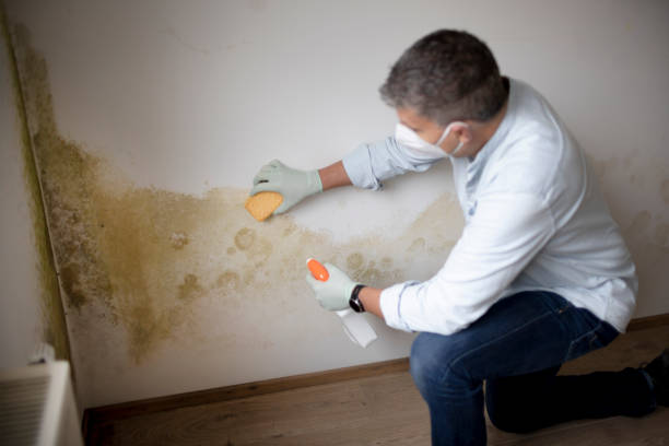 Best Mold Remediation for Rental Properties  in Staffd, OR