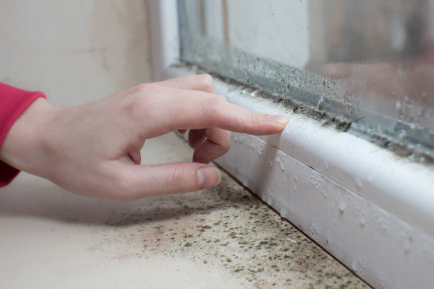 Best Crawl Space Mold Remediation  in Staffd, OR